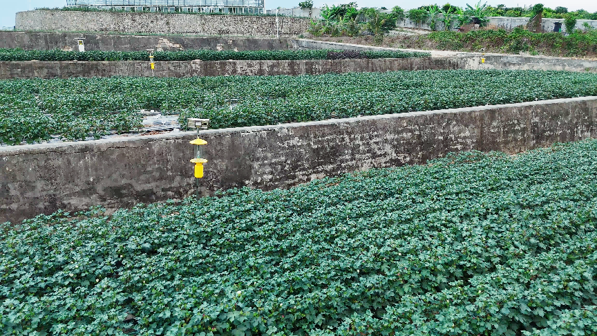 新春走基层｜“虫子飞到哪，我们的监测和研究就跟到哪”