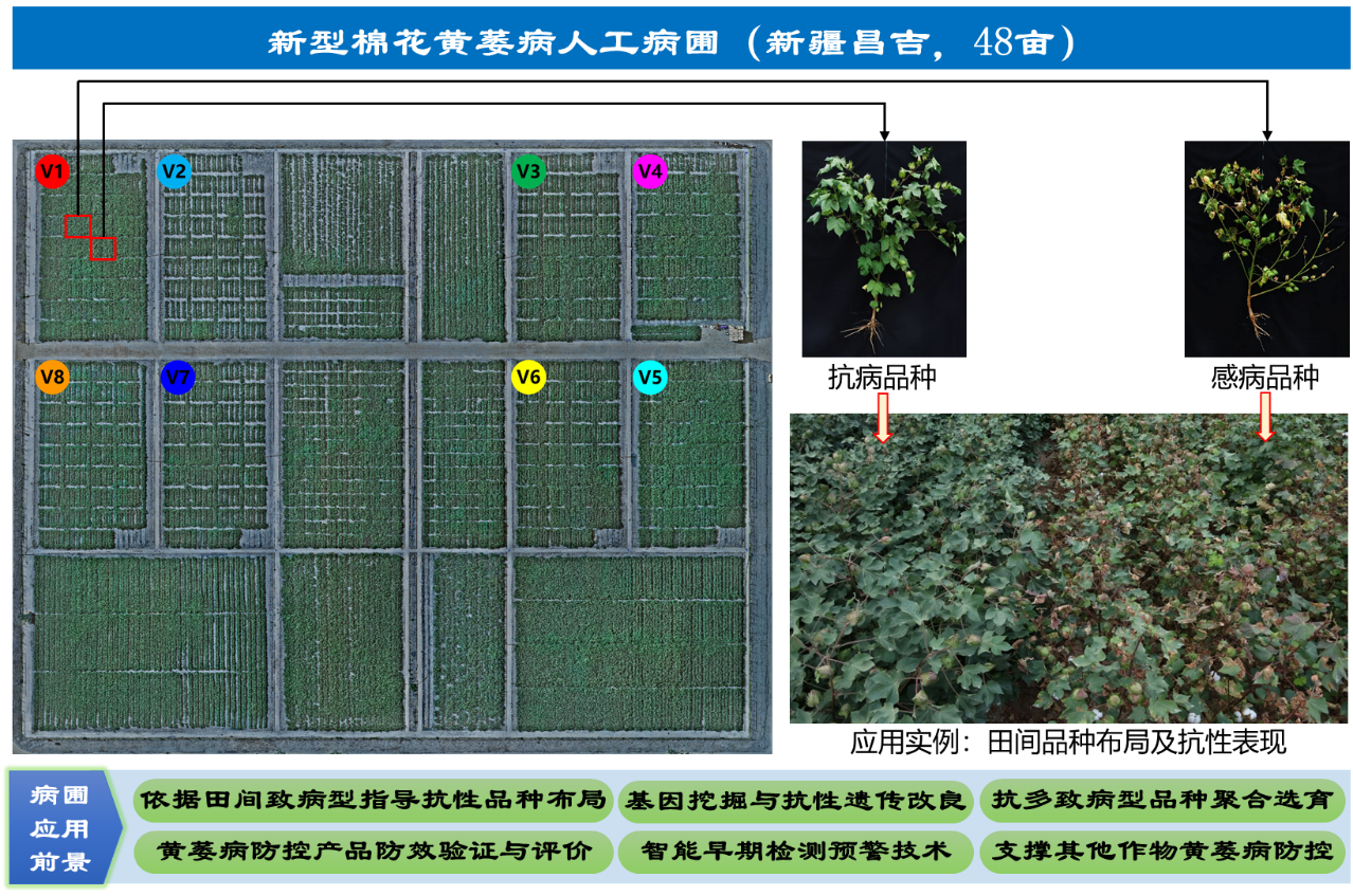 攻克棉花“癌症”！我国建成全球最大最全黄萎病精准鉴定病圃
