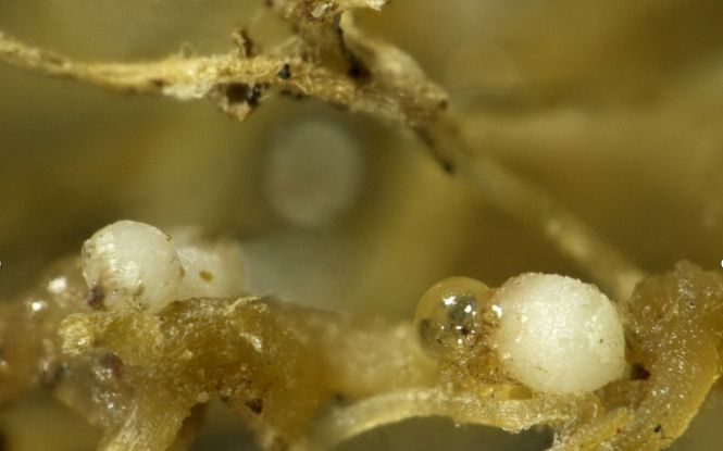 [新京报] 在我国首次发现马铃薯金线虫和甜菜孢囊线虫